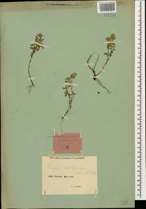 Чабрец Кочи Boiss. & Hohen., Кавказ, Армения (K5) (Армения)