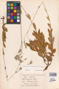 Смолевка обыкновенная, Хлопушка (Moench) Garcke, Восточная Европа, Западно-Украинский район (E13) (Украина)