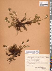 Остролодочник эвенов Jurtzev & A.P.Khokhr., Сибирь, Чукотка и Камчатка (S7) (Россия)