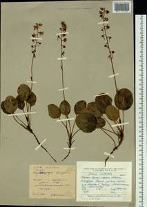 Pyrola asarifolia subsp. incarnata (DC.) A. E. Murray, Сибирь, Якутия (S5) (Россия)