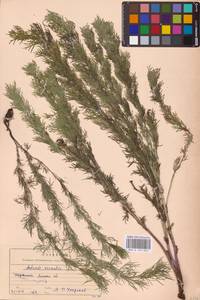 Горицвет весенний, Адонис весенний L., Восточная Европа, Центральный лесостепной район (E6) (Россия)