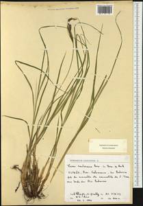 Carex reuteriana Boiss., Западная Европа (EUR) (Испания)