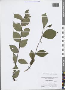 Вяз приземистый, Вяз мелколистный L., Восточная Европа, Северо-Западный район (E2) (Россия)