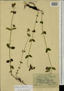 Пахучка обыкновенная L., Кавказ, Ставропольский край, Карачаево-Черкесия, Кабардино-Балкария (K1b) (Россия)