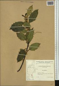 Ilex aquifolium L., Западная Европа (EUR) (Дания)