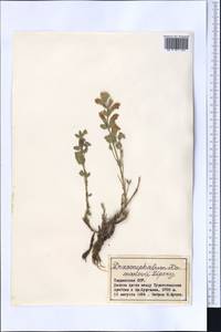 Змееголовник Комарова Lipsky, Средняя Азия и Казахстан, Памир и Памиро-Алай (M2) (Таджикистан)