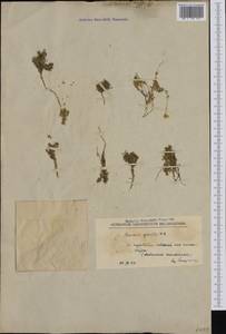 Arenaria gracilis Waldst. & Kit., Западная Европа (EUR)