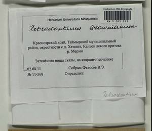 Tetrodontium repandum (Funck) Schwägr., Гербарий мохообразных, Мхи - Красноярский край, Тыва и Хакасия (B17) (Россия)