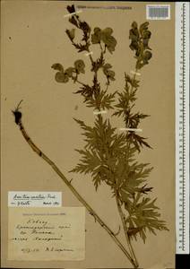 Aconitum variegatum subsp. nasutum (Fischer ex Rchb.) Götz, Кавказ, Краснодарский край и Адыгея (K1a) (Россия)