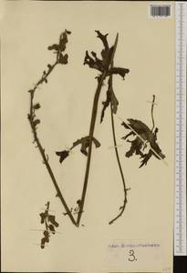 Aconitum lycoctonum subsp. vulparia (Rchb.) Nyman, Западная Европа (EUR) (Неизвестно)