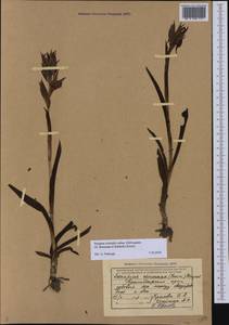 Serapias orientalis subsp. orientalis, Кавказ, Черноморское побережье (от Новороссийска до Адлера) (K3) (Россия)