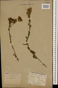 Centaurea phrygia subsp. salicifolia (M. Bieb. ex Willd.) Mikheev, Кавказ, Ставропольский край, Карачаево-Черкесия, Кабардино-Балкария (K1b) (Россия)