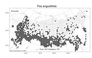 Poa angustifolia, Мятлик узколистный L., Атлас флоры России (FLORUS) (Россия)