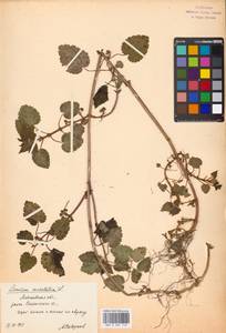 Яснотка пятнистая (L.) L., Восточная Европа, Московская область и Москва (E4a) (Россия)