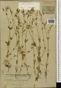 Dichodon perfoliatum (L.) Á. Löve & D. Löve, Кавказ, Азербайджан (K6) (Азербайджан)
