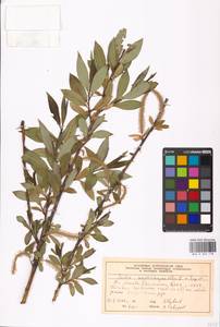 Salix alba × fragilis, Восточная Европа, Московская область и Москва (E4a) (Россия)