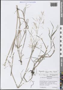 Полевица гигантская Roth, Восточная Европа, Средневолжский район (E8) (Россия)