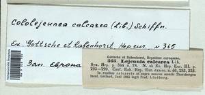 Cololejeunea calcarea (Lib.) Steph., Гербарий мохообразных, Мхи - Западная Европа (BEu) (Швеция)