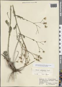 Якобея днепровская (DC.) B.Nord., Восточная Европа, Южно-Украинский район (E12) (Украина)