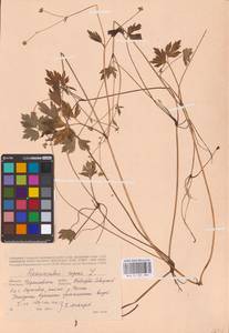 Лютик ползучий L., Восточная Европа, Северо-Украинский район (E11) (Украина)