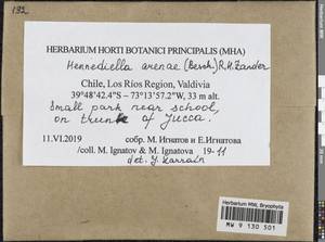Hennediella arenae (Besch.) R.H. Zander, Гербарий мохообразных, Мхи - Америка (BAm) (Чили)