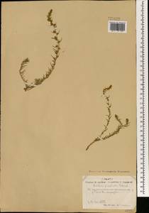 Бассия простертая (L.) Beck, Монголия (MONG) (Монголия)