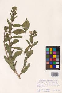 Oenothera ×rubricaulis Kleb., Восточная Европа, Южно-Украинский район (E12) (Украина)