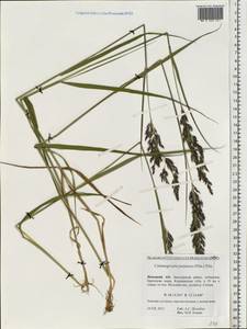 Вейник пурпурный (Trin.) Trin., Восточная Европа, Северный район (E1) (Россия)
