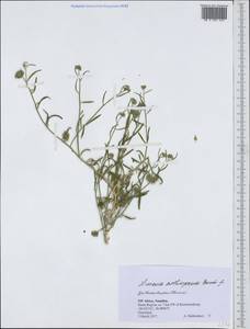 Limeum aethiopicum, Африка (AFR) (Намибия)