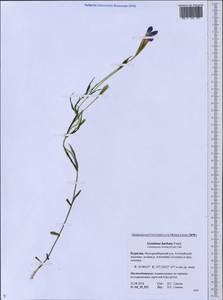 Горечавочник бородатый (Froel.) Ma, Сибирь, Прибайкалье и Забайкалье (S4) (Россия)
