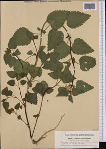 Яснотка пятнистая (L.) L., Западная Европа (EUR) (Австрия)