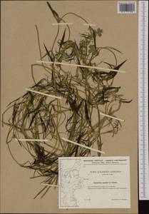 Ranunculus peltatus subsp. baudotii (Godr.) Meikle ex C. D. K. Cook, Западная Европа (EUR) (Дания)