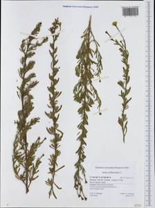 Limbarda crithmoides (L.) Dumort., Западная Европа (EUR) (Греция)