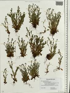 Незабудка прямостоячая Link ex Roem. & Schult., Восточная Европа, Нижневолжский район (E9) (Россия)