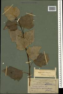 Populus × canescens (Aiton) Sm., Кавказ, Армения (K5) (Армения)