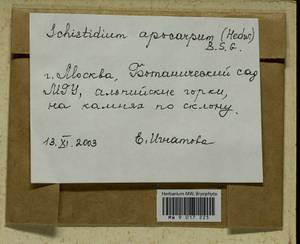 Schistidium apocarpum (Hedw.) Bruch & Schimp., Гербарий мохообразных, Мхи - Москва и Московская область (B6a) (Россия)