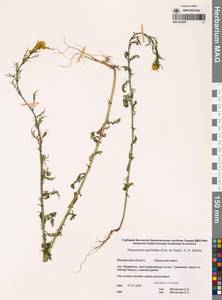 Декурения софиевидная (Fisch. ex Hook.) O.E.Schulz, Сибирь, Чукотка и Камчатка (S7) (Россия)