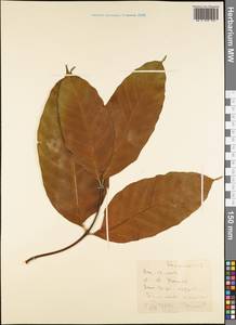 Magnoliopsida, Австралия и Океания (AUSTR) (Самоа)