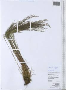 Полевица булововидная Trin., Сибирь, Чукотка и Камчатка (S7) (Россия)