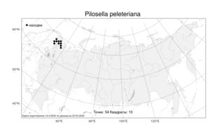 Pilosella peleteriana (Mérat) F. W. Schultz & Sch. Bip., Атлас флоры России (FLORUS) (Россия)