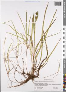 Ежеголовник плавающий L., Восточная Европа, Белоруссия (E3a) (Белоруссия)