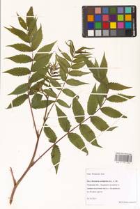 Рябинник рябинолистный (L.) A.Braun, Восточная Европа, Северо-Западный район (E2) (Россия)