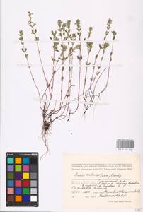 MHA 0 156 516, Пахучка полевая, Щебрушка полевая (L.) Kuntze, Восточная Европа, Западный район (E3) (Россия)