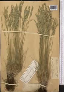 Овсяница валисская, Типчак Schleich. ex Gaudin, Средняя Азия и Казахстан, Джунгарский Алатау и Тарбагатай (M5) (Казахстан)