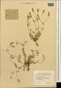 Astragalus brevipes Bunge, Кавказ, Азербайджан (K6) (Азербайджан)