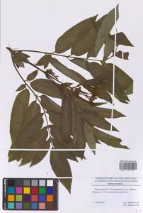 Бузина травянистая, Бузина травяная L., Восточная Европа, Московская область и Москва (E4a) (Россия)