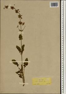 Salvia napifolia Jacq., Зарубежная Азия (ASIA) (Турция)