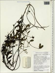 Crotalaria ferruginea Benth., Зарубежная Азия (ASIA) (Вьетнам)