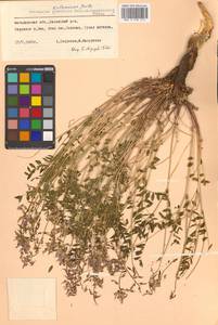 Астрагал Тугаринова Basil., Сибирь, Чукотка и Камчатка (S7) (Россия)