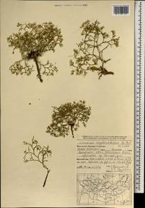 Кермек золотистый (L.) Chaz., Монголия (MONG) (Монголия)